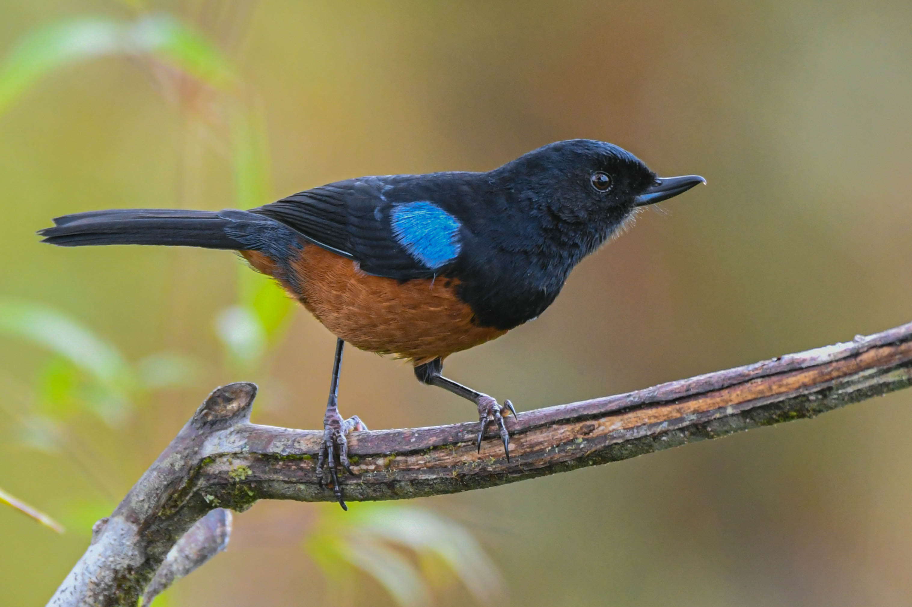 MONTEZUMA: HEART OF THE WESTERN ANDES - BIRDING TOUR 4D - 3N?>
